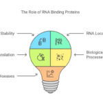 RNA Binding Proteins