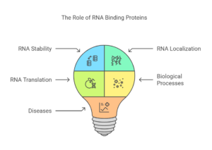 RNA Binding Proteins