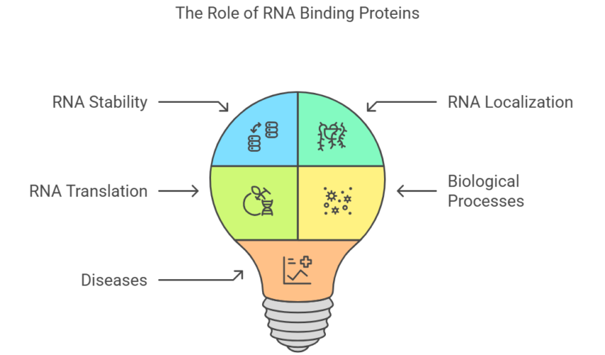 RNA Binding Proteins