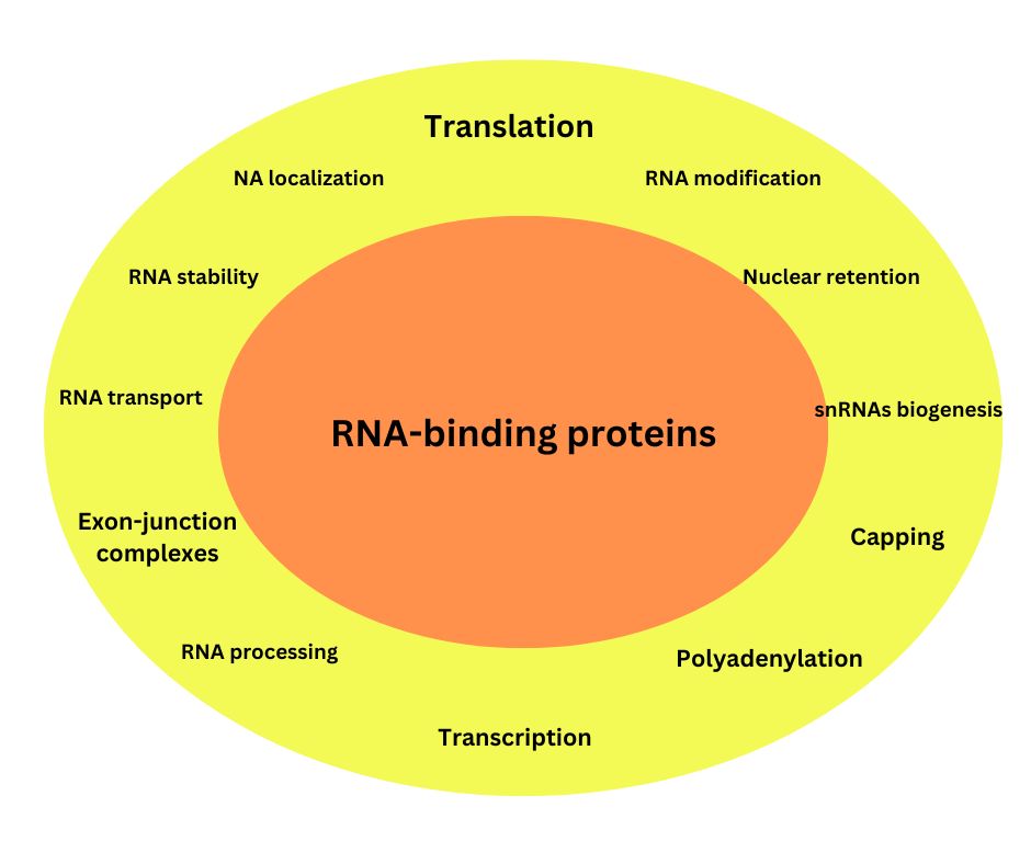 rna binding proteins